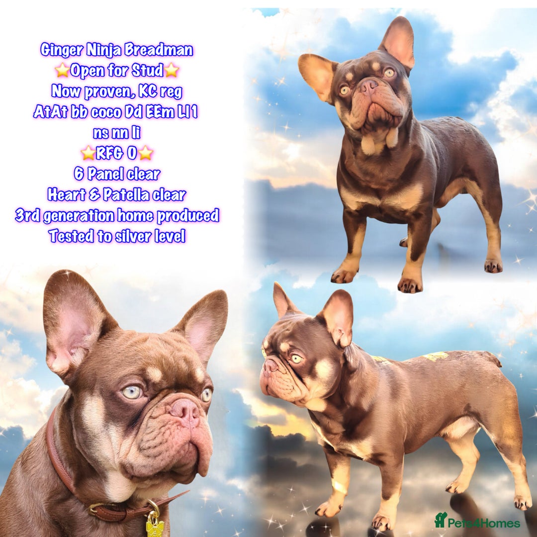 French Bulldog dogs for stud: 🐾⭐️New Shade Rojo tan RFG 0, 6 panel clear⭐️🐾 in Birmingham - Image 1