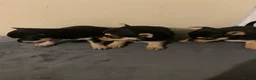 Chorkie dogs for sale: 3 Small beautiful Chorkie pups  - Advert 6
