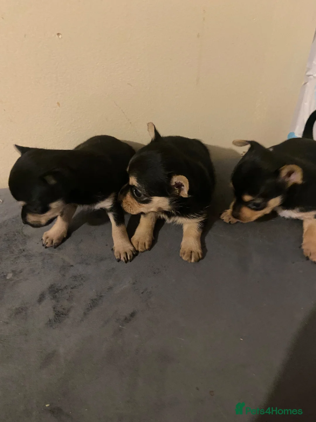 Chorkie dogs for sale: 3 Small beautiful Chorkie pups  - Advert 6