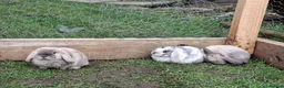 Mini Lop rabbits for sale: Cute Baby Mini Lops in Matlock - Advert 7