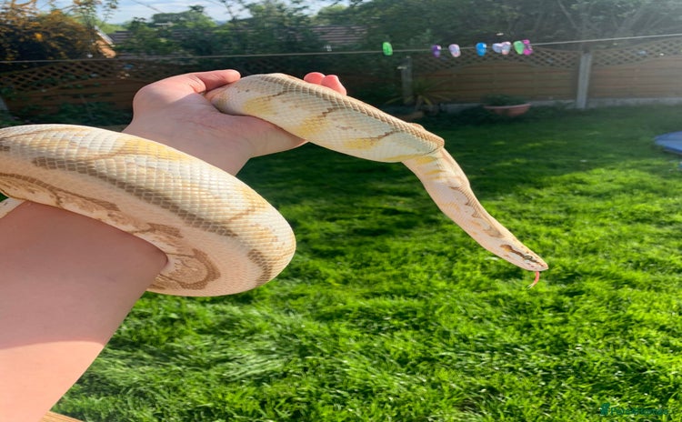 Python Snake reptiles - Advert 1