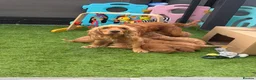 Cocker Spaniel dogs for sale: Show Cocker Spaniel - Advert 32