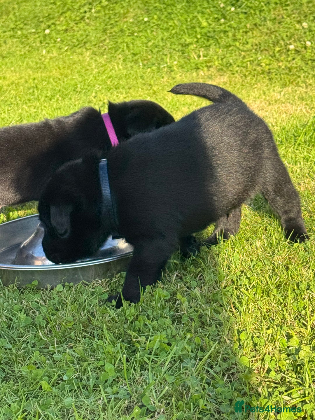 Labrador Retriever dogs for sale: KC Reg Pups, Excellent Pedigree, Ready This Week - Image 11
