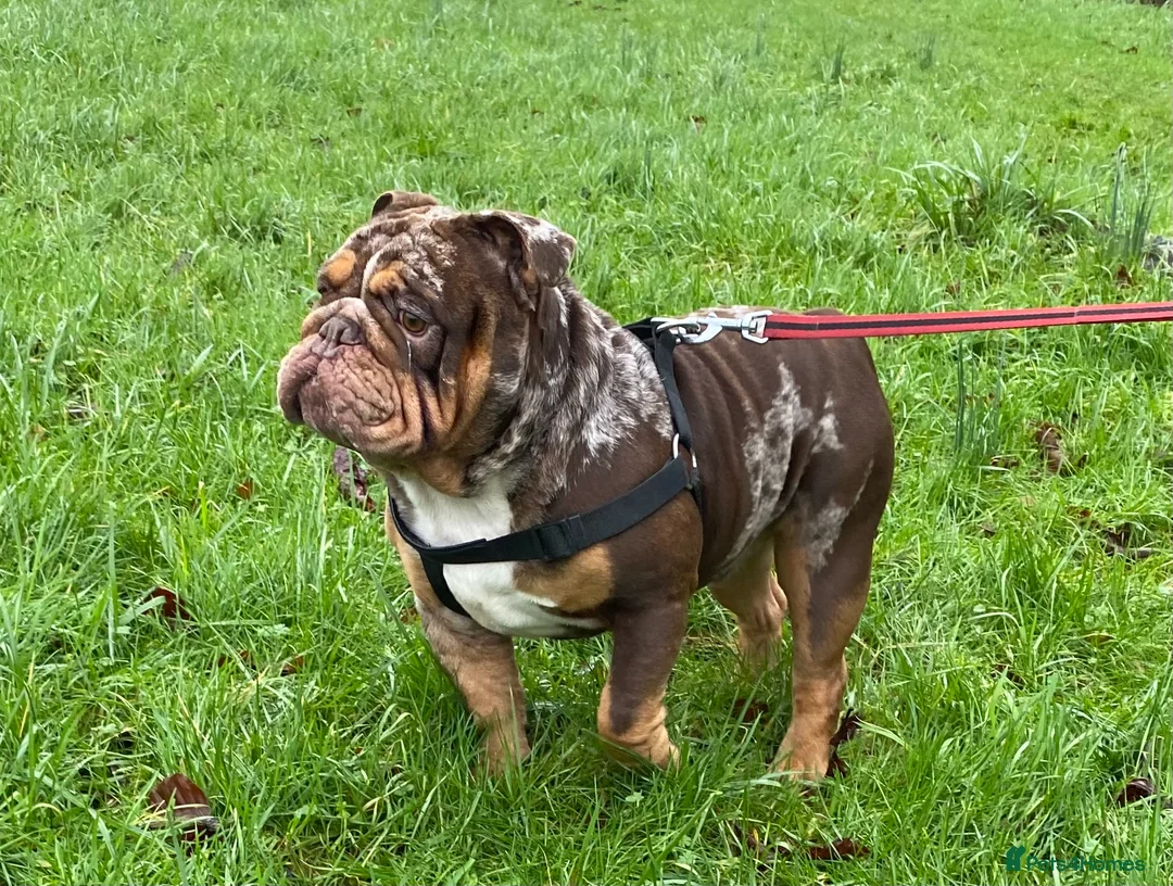 English Bulldog dogs for stud: 💙🍫FRANK🍫💙 in Southampton - Advert 16