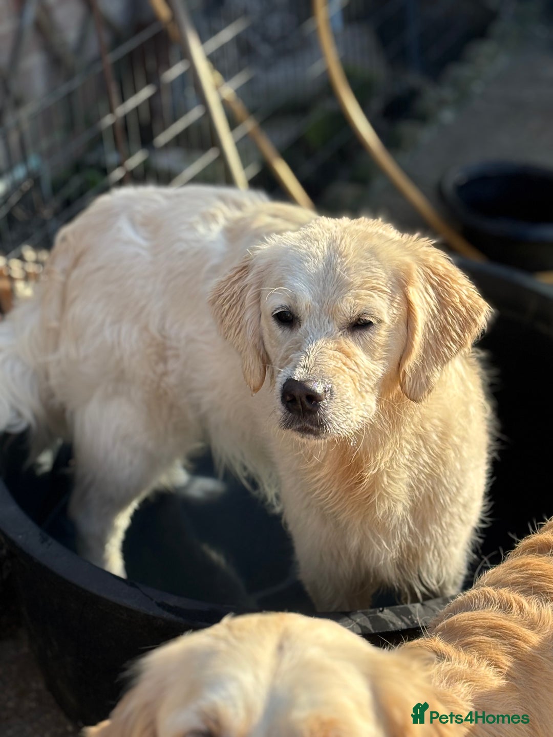 Golden Retriever dogs for sale: Kc reg golden retriever pups - Image 10