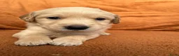 Golden Retriever dogs for sale: Kennel Club Registered Golden Retriever Puppies  - Advert 11