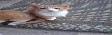 Tuxedo Ginger female 