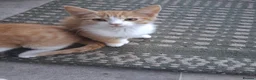 Mixed Breed cats for sale: Rare female Ginger Tabbies 😻 - Advert 23