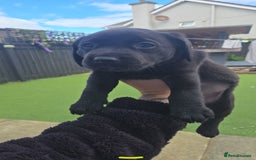Labrador Retriever dogs for sale: Black and chocolate labrador puppies - Image 20