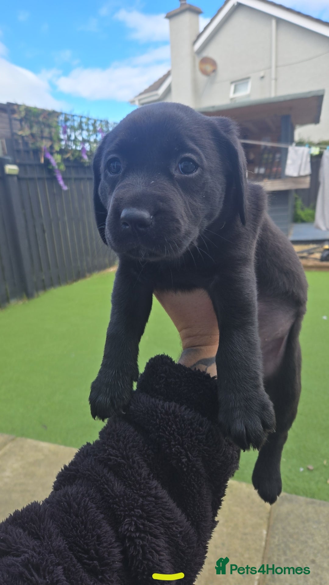 Labrador Retriever dogs for sale: Black and chocolate labrador puppies - Image 20