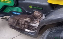 Mixed Breed cats for sale: Kittens - Image 1