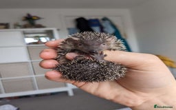 Pygmy Hedgehog rodents for sale: lesser tenrecs (ready to go now)  - Image 6