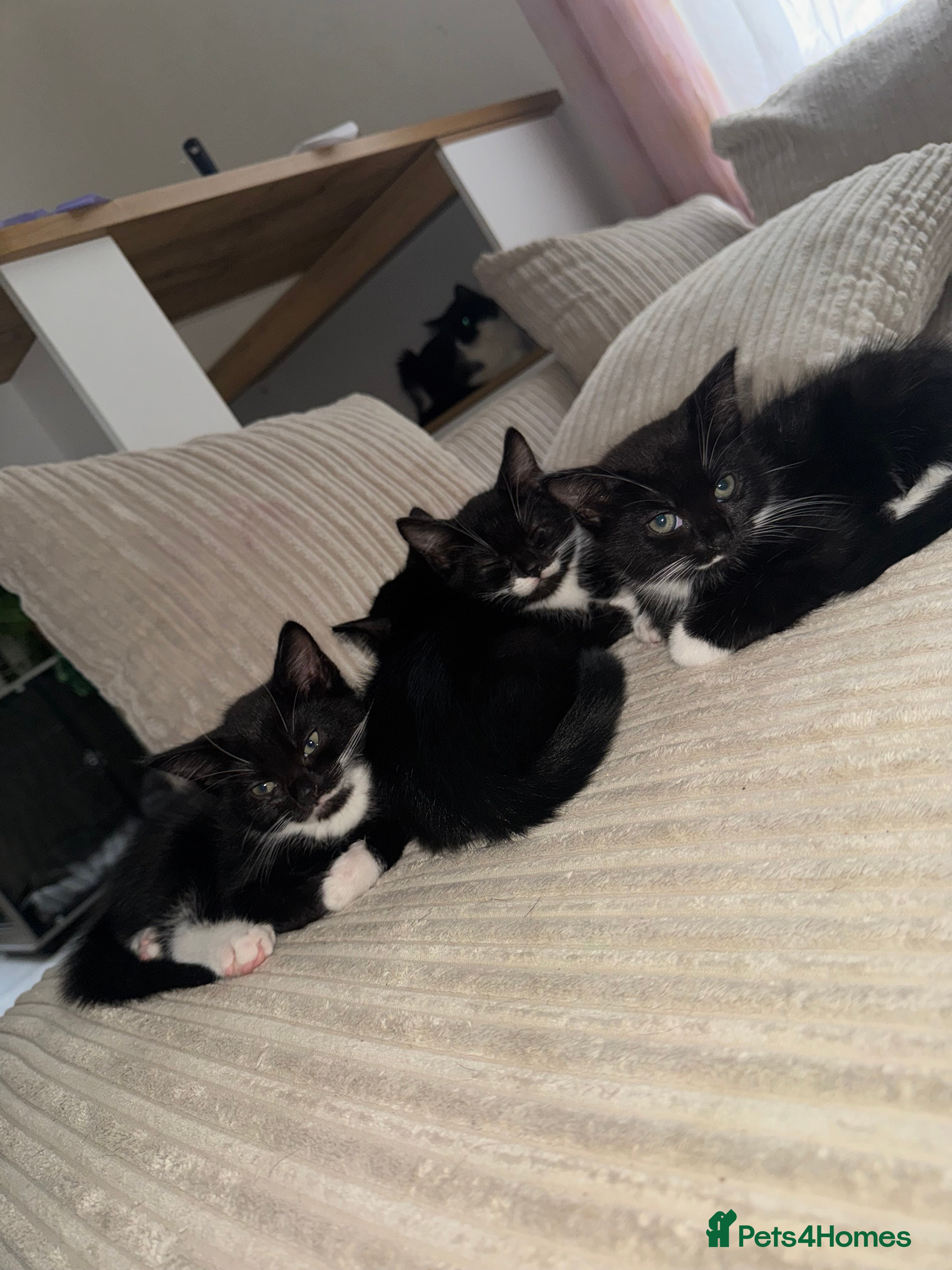 Mixed Breed cats Ready to go 3 kittens left ! ✨ - Advert 12