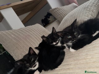 Mixed Breed cats Beautiful Kittens Looking for Their Forever Homes✨ - Advert 3