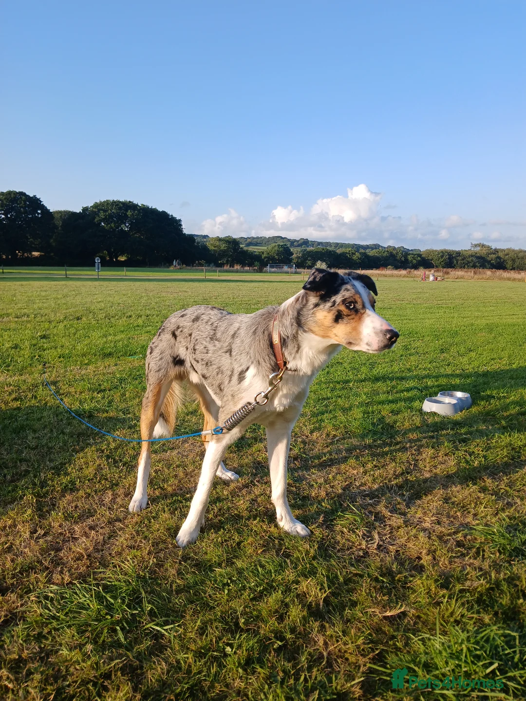 Border Collie dogs for sale: Blue Merle Border Collie in Camberley - Advert 2
