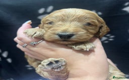 Cockapoo dogs for sale: Ready Monday 2 Cockapoo females  - Advert 34