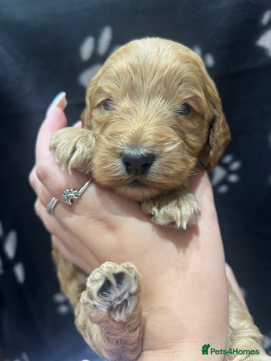 Cockapoo dogs for sale: Ready Monday 2 Cockapoo females  - Advert 34