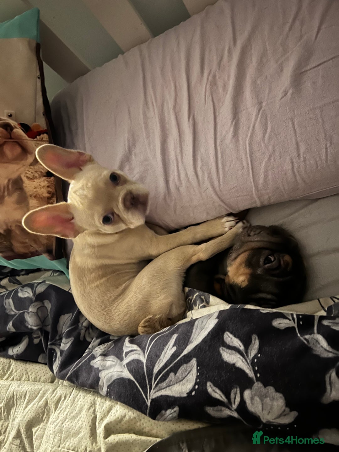 French Bulldog dogs for sale: Beautiful French Bulldog - Advert 5