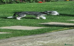 Lurcher dogs for sale: Little boy for sale - Image 5
