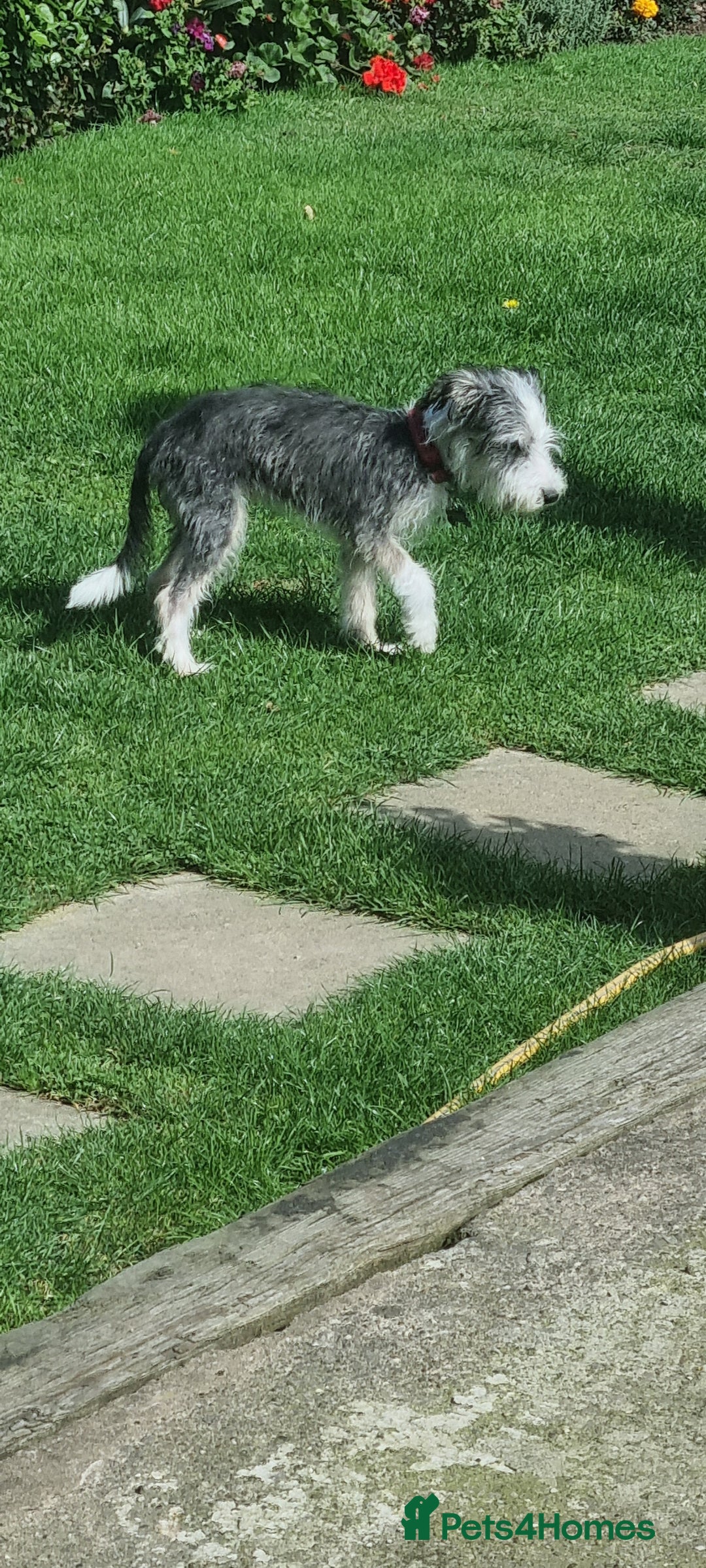 Lurcher dogs for sale: Little boy for sale - Image 5