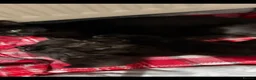 Domestic Shorthair cats for sale: Brother & Sister Kittens Looking for a Loving Home - Advert 4
