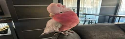 Mixed Breed birds for sale: Galah cockatoo pair-£2950 - Advert 2