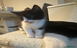 British Shorthair cats for sale: British Shorthair x Striped Tabby Kittens –2 Males - Image 28