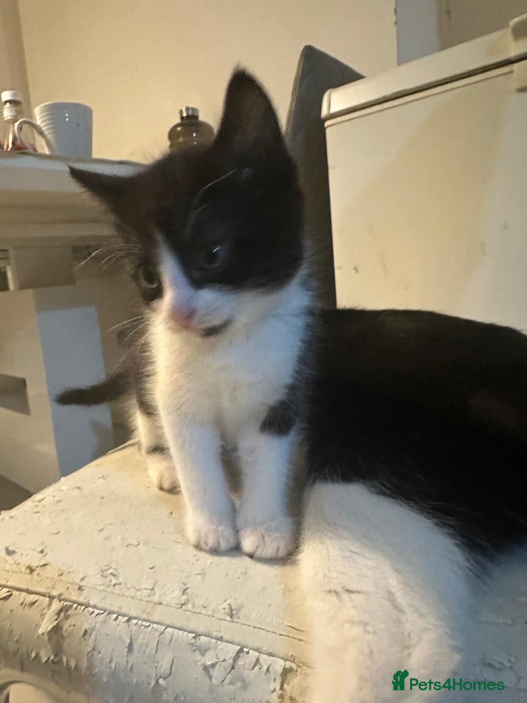 British Shorthair cats for sale: British Shorthair x Striped Tabby Kittens –2 Males - Image 28