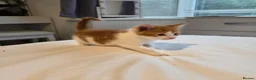 Mixed Breed cats for sale: Ginger, tuxedo and calico kittens - Advert 17