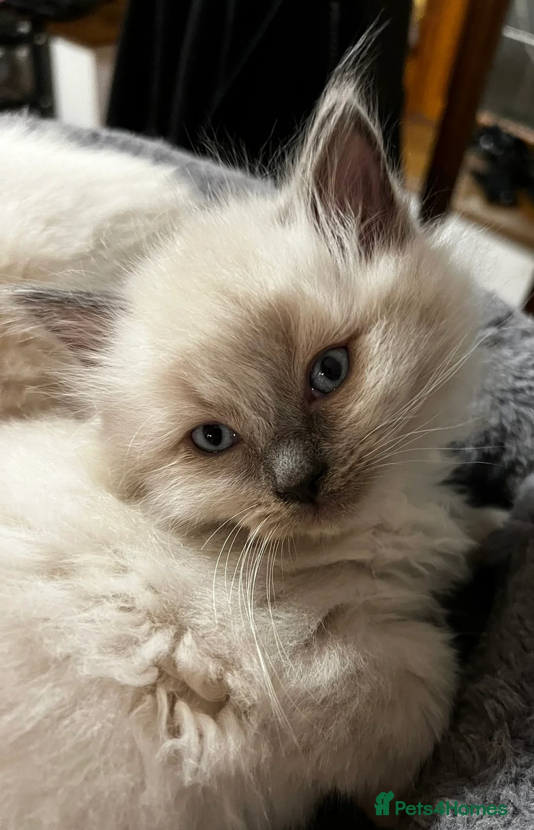 Ragdoll cats for sale: Ragdoll Kittens - Advert 33