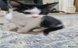 Domestic Shorthair cats for sale: Cute kittens  - Image 1