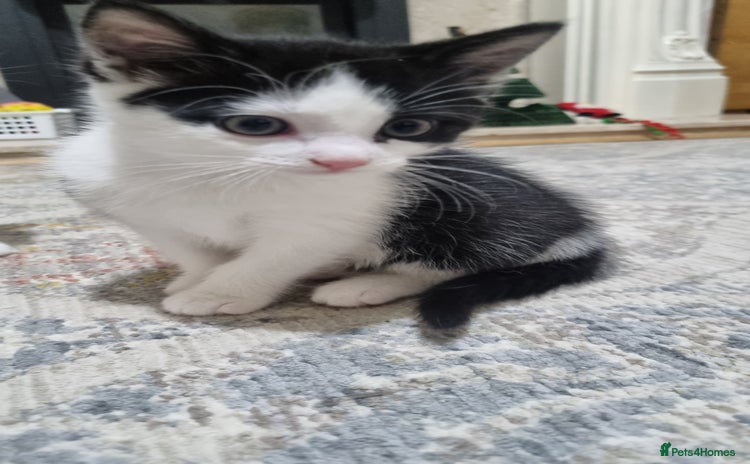 Domestic Shorthair cats - Advert 1
