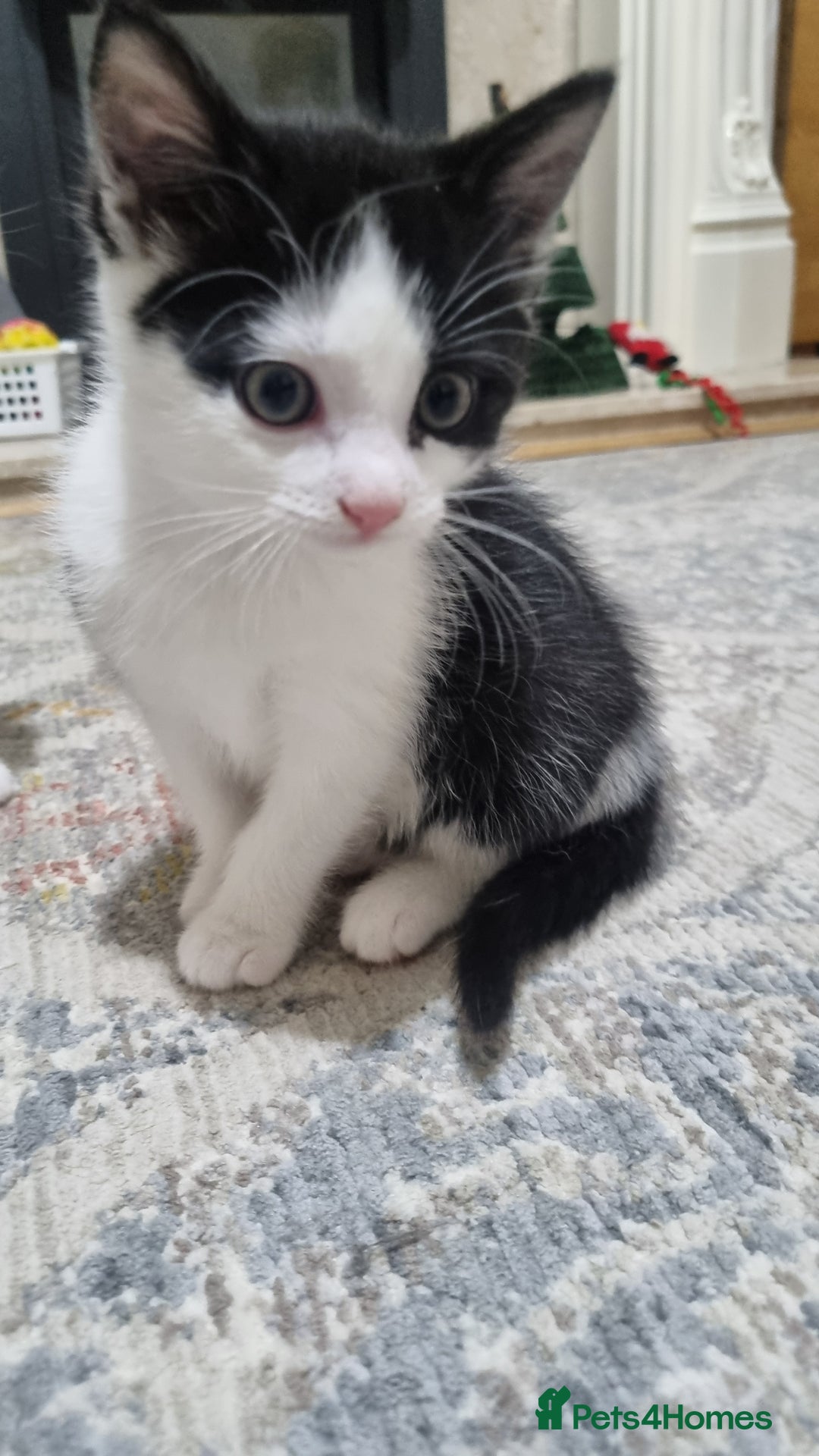 Domestic Shorthair cats for sale: Cute kittens  - Image 1