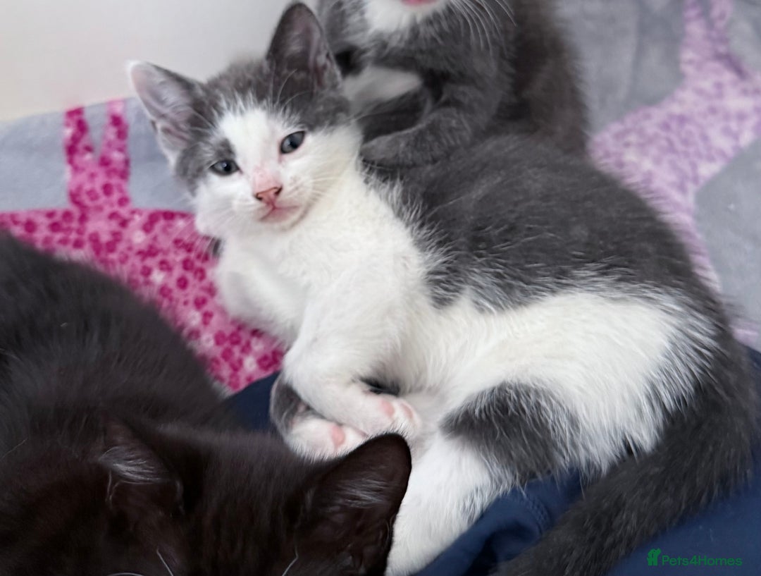 Mixed Breed cats for sale: Beautiful kittens ready now  - Image 2