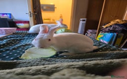 New Zealand rabbits for sale: Beautiful white rabbit - Image 4