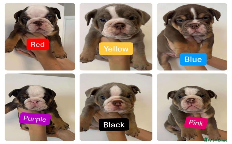 English Bulldog dogs - Advert 4