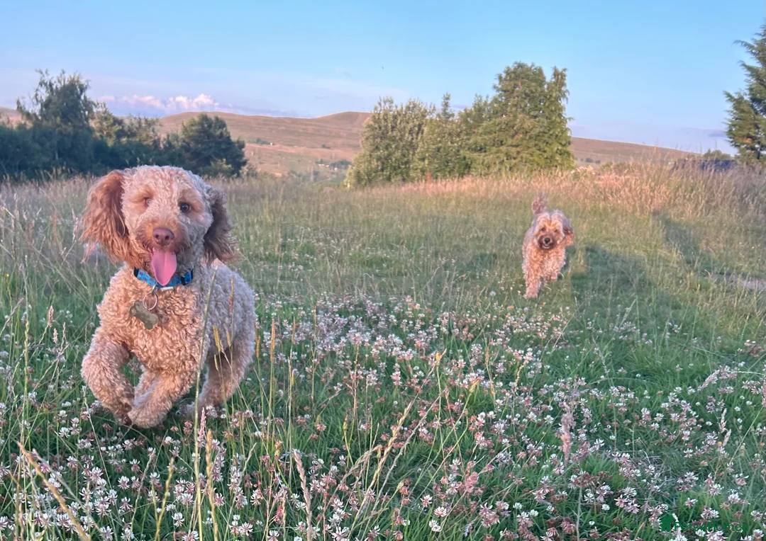 Cockapoo dogs for sale: Male Cockapoo - Rehoming - Advert 5