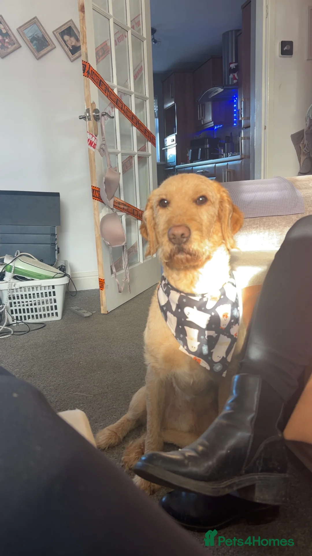 Labradoodle dogs for stud: Max parkin - Advert 2