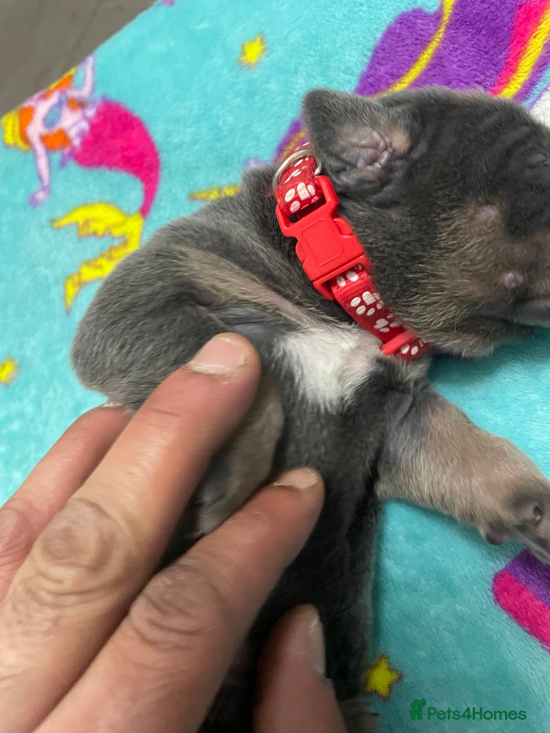 Cane Corso dogs for sale: CANE CORSO TOP QUALITY STRAJANO BLOODLINE FERMINTO - Advert 26