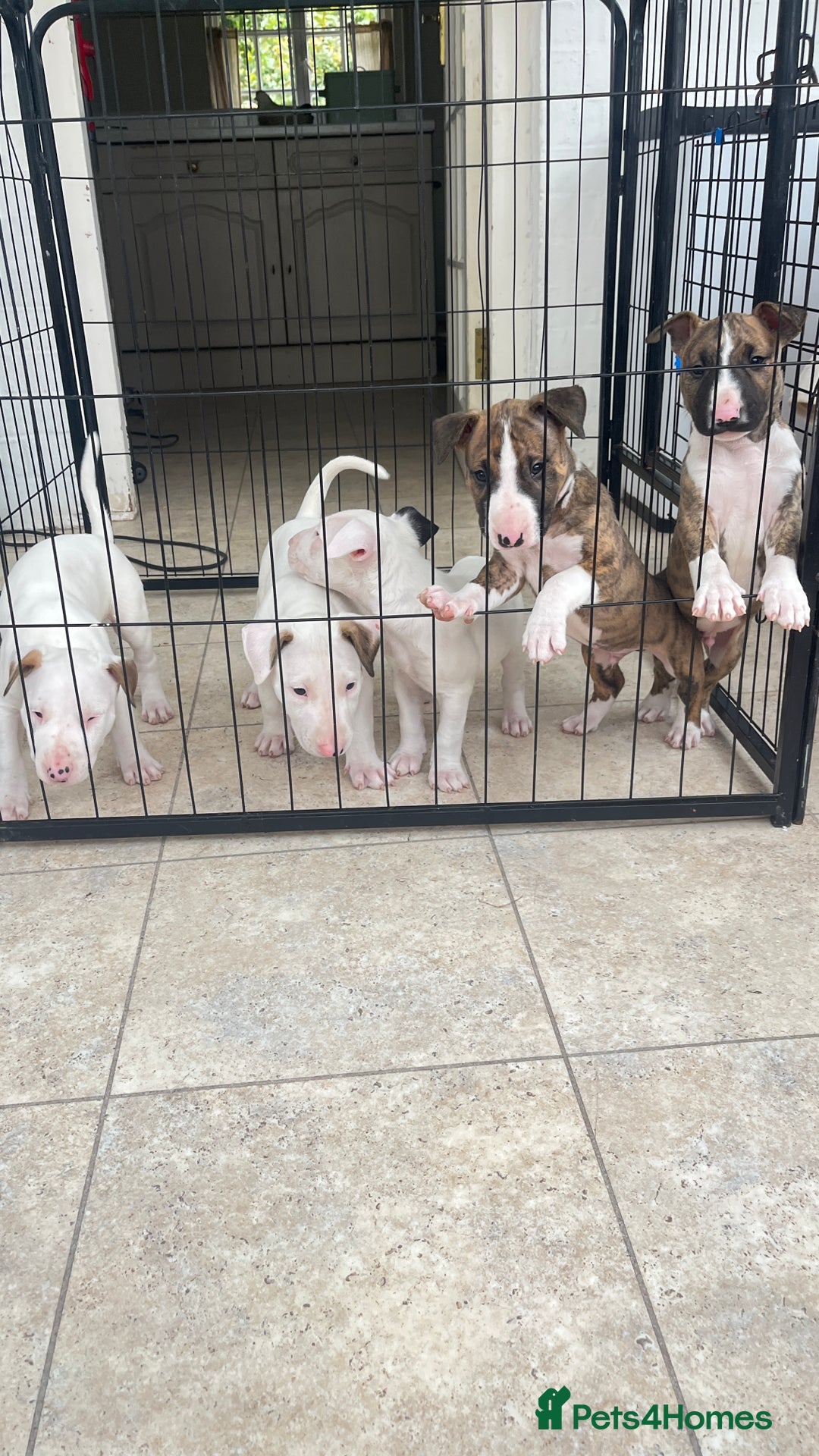 English Bull Terrier dogs for sale: English bull terrier male puppy  - Advert 5