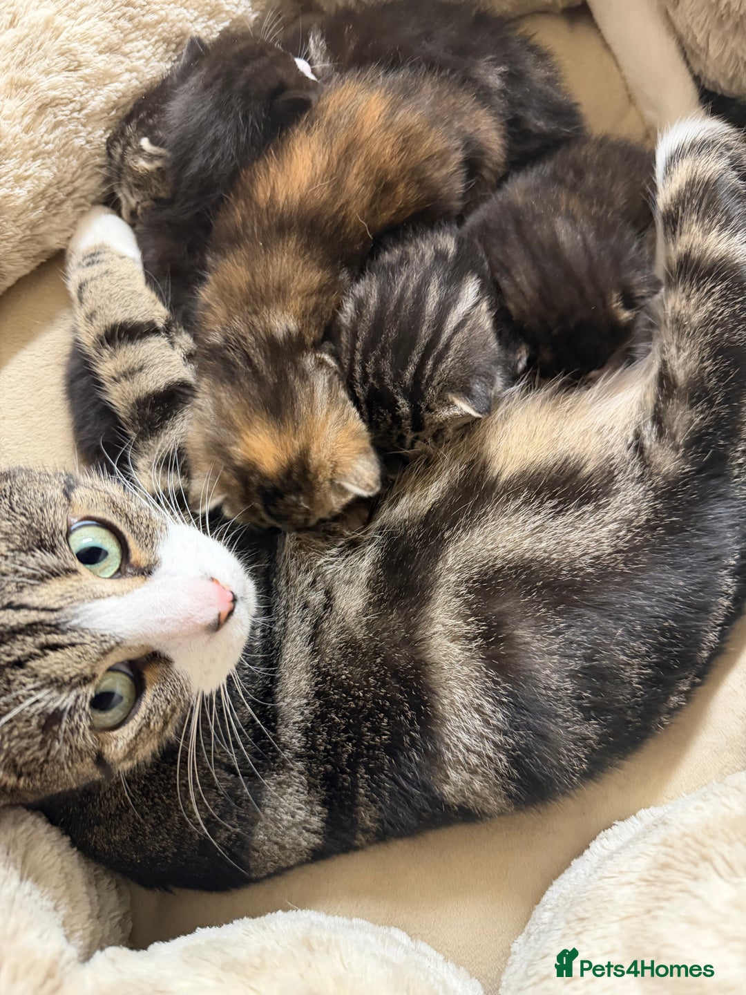 British Shorthair cats for sale: Adorable Kittens, Will be Ready from 22 December! - Advert 22