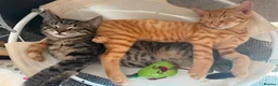 Mixed Breed cats for sale: 🎃Loving🏡Wanted for Our Little Halloween Babies🐾 - Advert 6