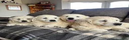 Golden Retriever dogs for sale: CHUNKY STRONG HEALTH TESTED PUPPIES  in Huddersfield - Advert 1