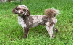 Mixed Breed dogs for sale: Stunning litter of 3/4 Toy Poodle X Welsh Collie - Image 3