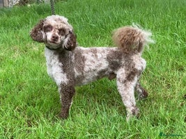 Mixed Breed dogs Stunning litter of 3/4 Toy Poodle X Welsh Collie - Advert 5