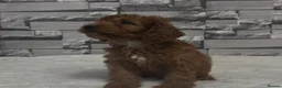 Cockapoo dogs for sale: F1 Deep Fox Red Cockapoo Boy - Advert 4