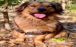 Border Collie dogs for adoption: Joker: The Dog They Threw Away Like Trash - Image 2