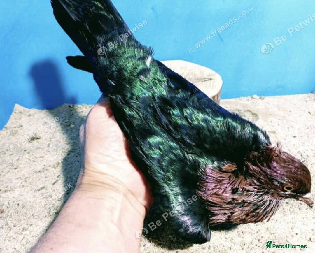 Pigeons birds for sale: RARE GREEN WING ARCHANGEL PIGEONS - Image 2