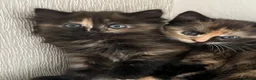 Mixed Breed cats for sale: Beautiful Ragdoll x kittens for sale  - Advert 17