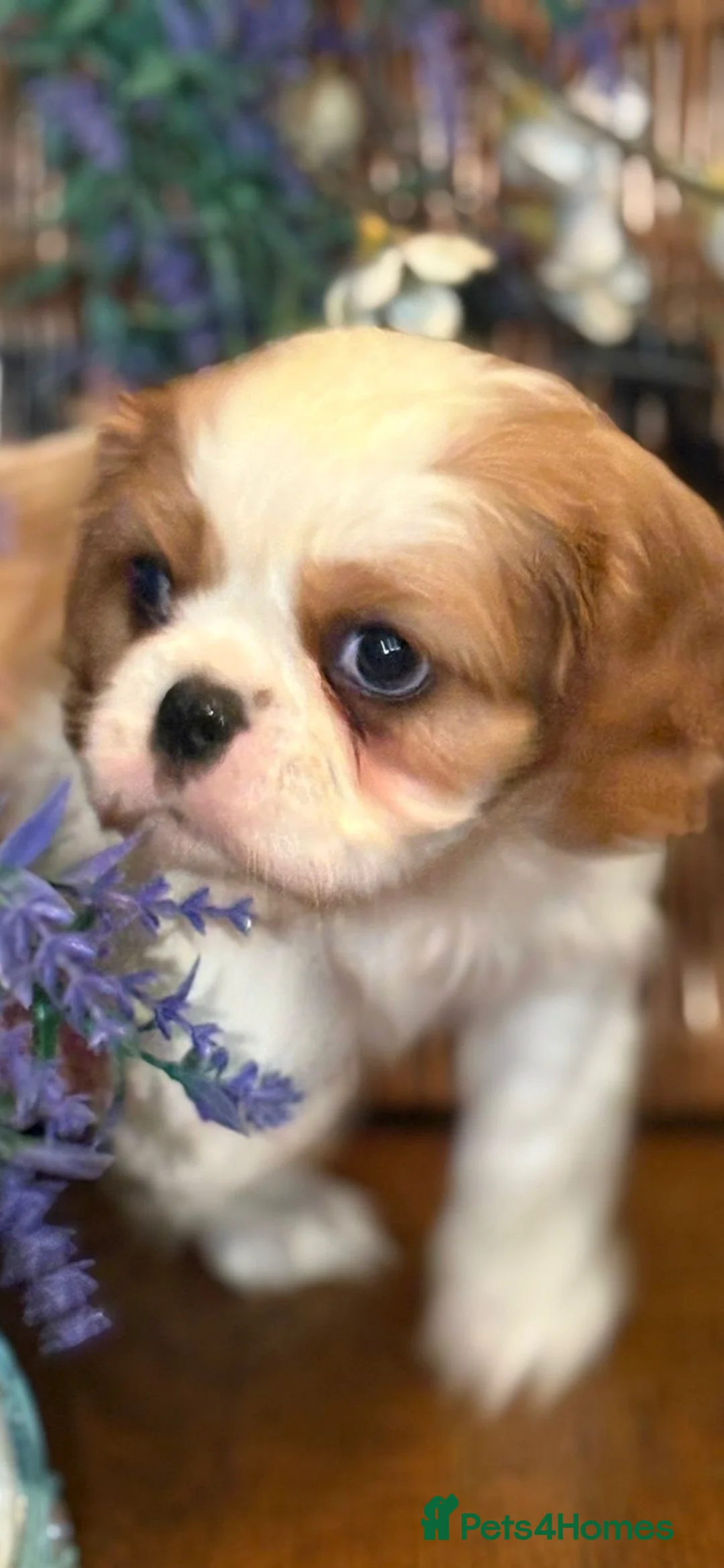 Cavalier King Charles Spaniel dogs for sale: KC PEDIGREE CAVALIER KING CHARLES - Advert 22
